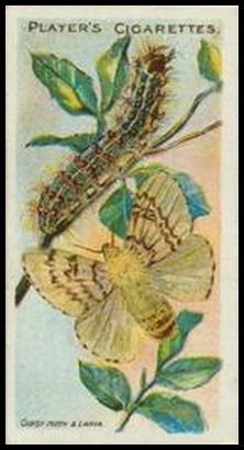 11 Gipsy Moth
